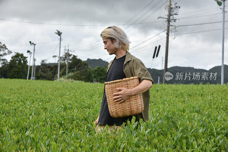 日本/英国男子在日本采摘茶叶-库存图片